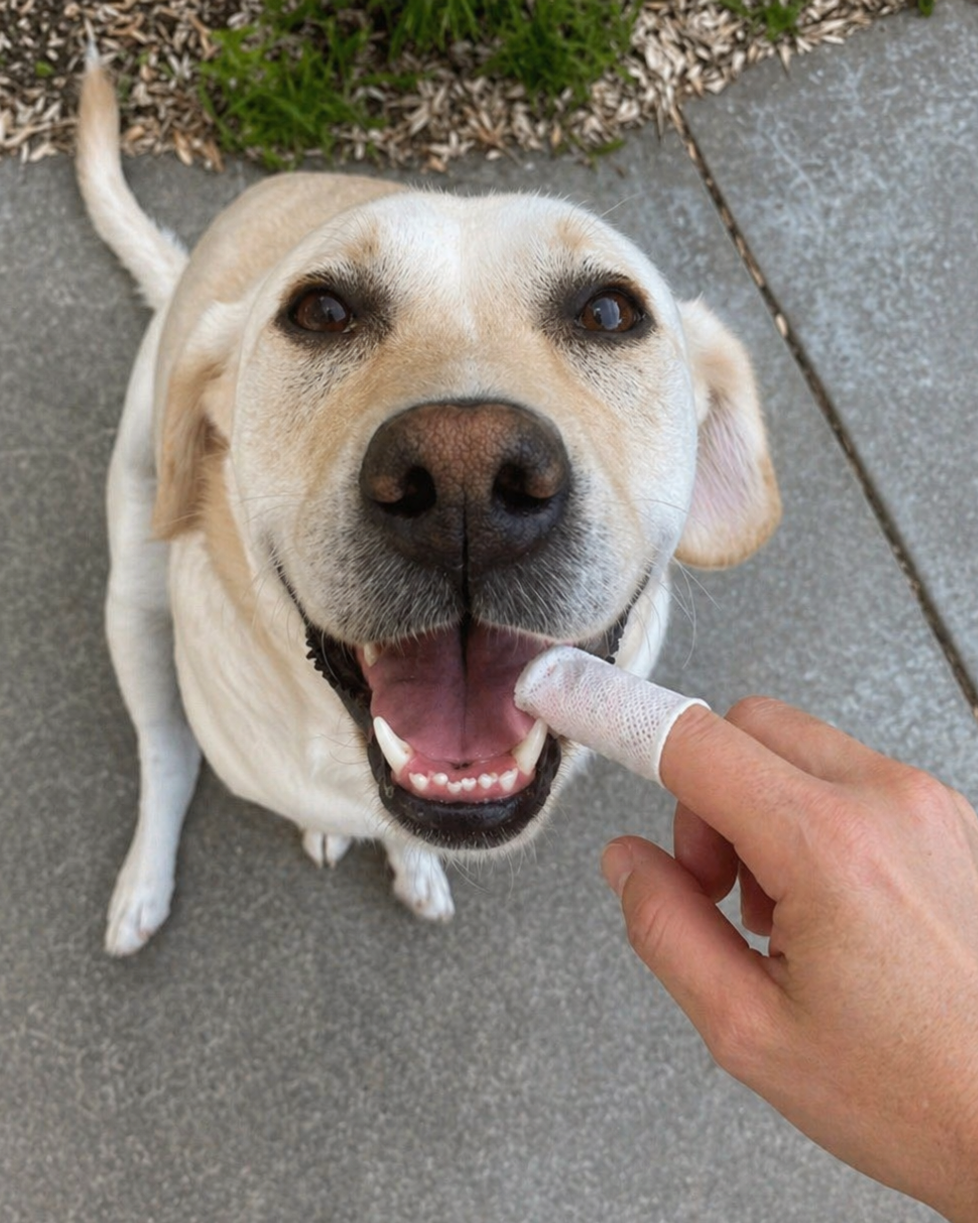 Don’t Wait Until Bad Breath Turns Into a Dental Problem with DentalShield™ Wipes - LOURONA